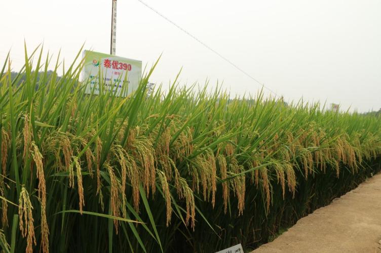 H:\8.項(xiàng)目申報(bào)\2021\省農(nóng)科院水稻所現(xiàn)代種業(yè)產(chǎn)業(yè)園\功能性產(chǎn)業(yè)園建設(shè)內(nèi)容介紹\功能性產(chǎn)業(yè)園所介紹展板\一\泰優(yōu)390.jpg