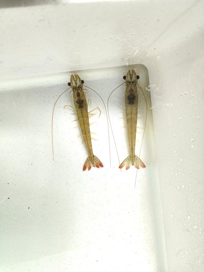 中興2號(hào)-4
